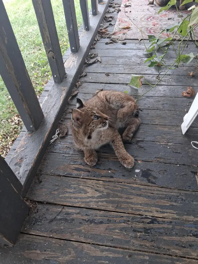 bobcat kitten befriends human
