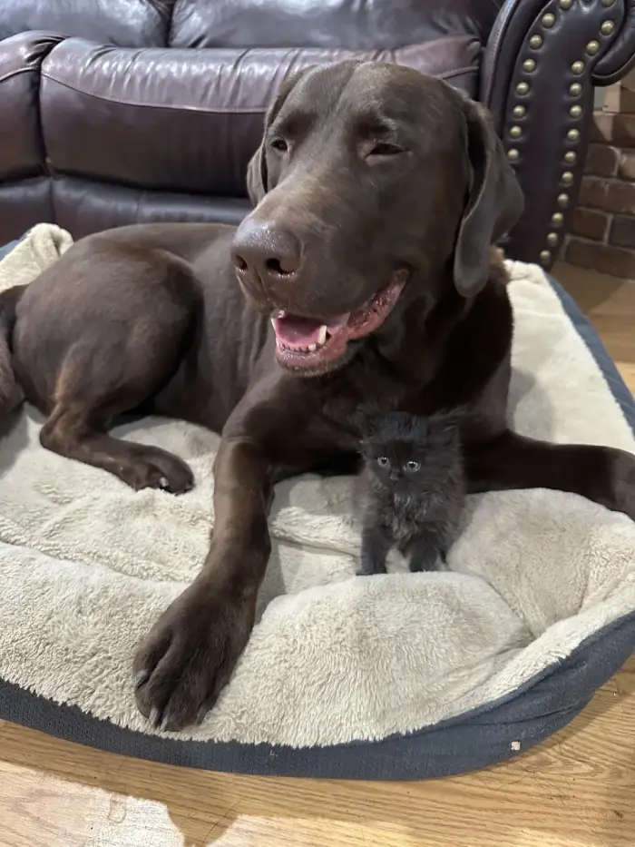 kitten with big dog