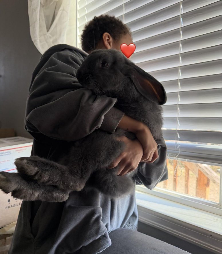 bunny big