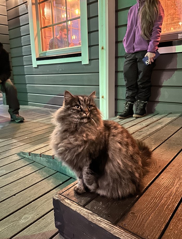 cat iceland