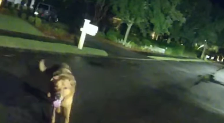dog leads officer to injured woman missing