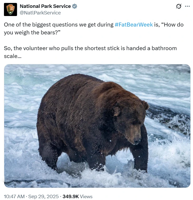 fat bear week