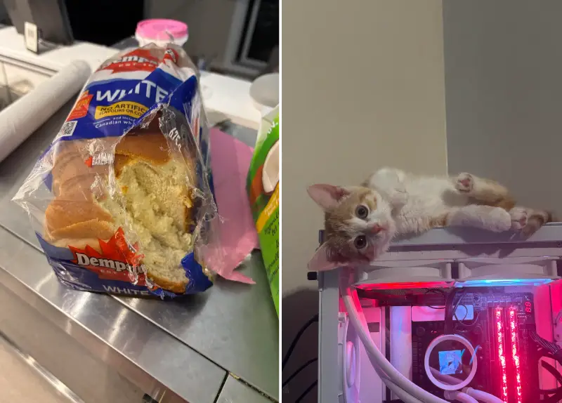 kitten bread
