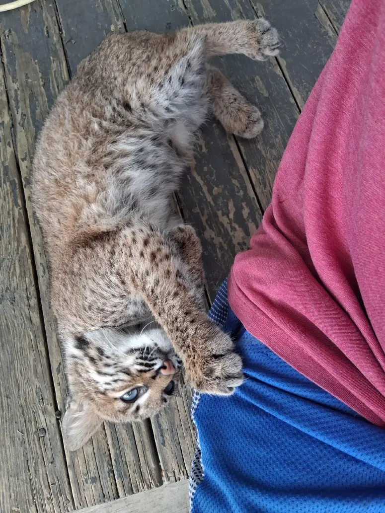 bobcat kitten befriends human