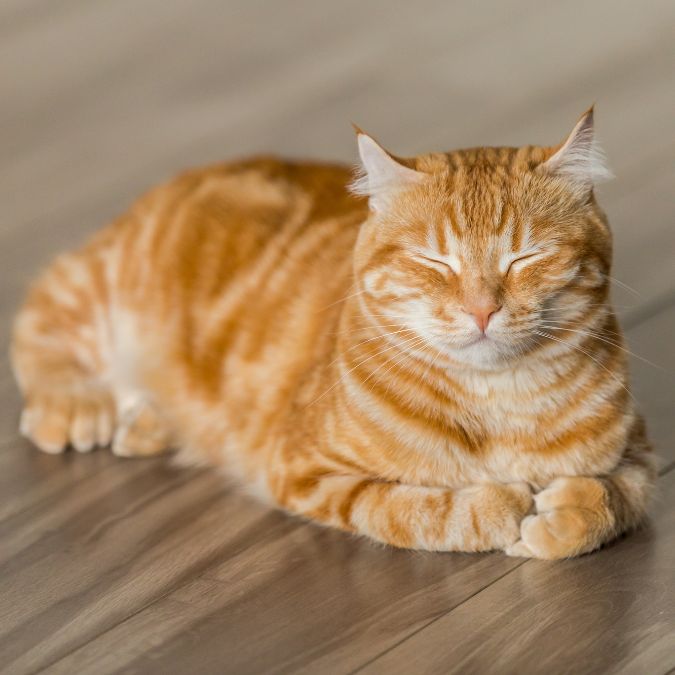 cat calls 911 for owner heart attack