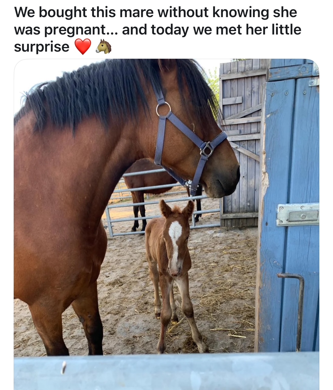 horse meme
