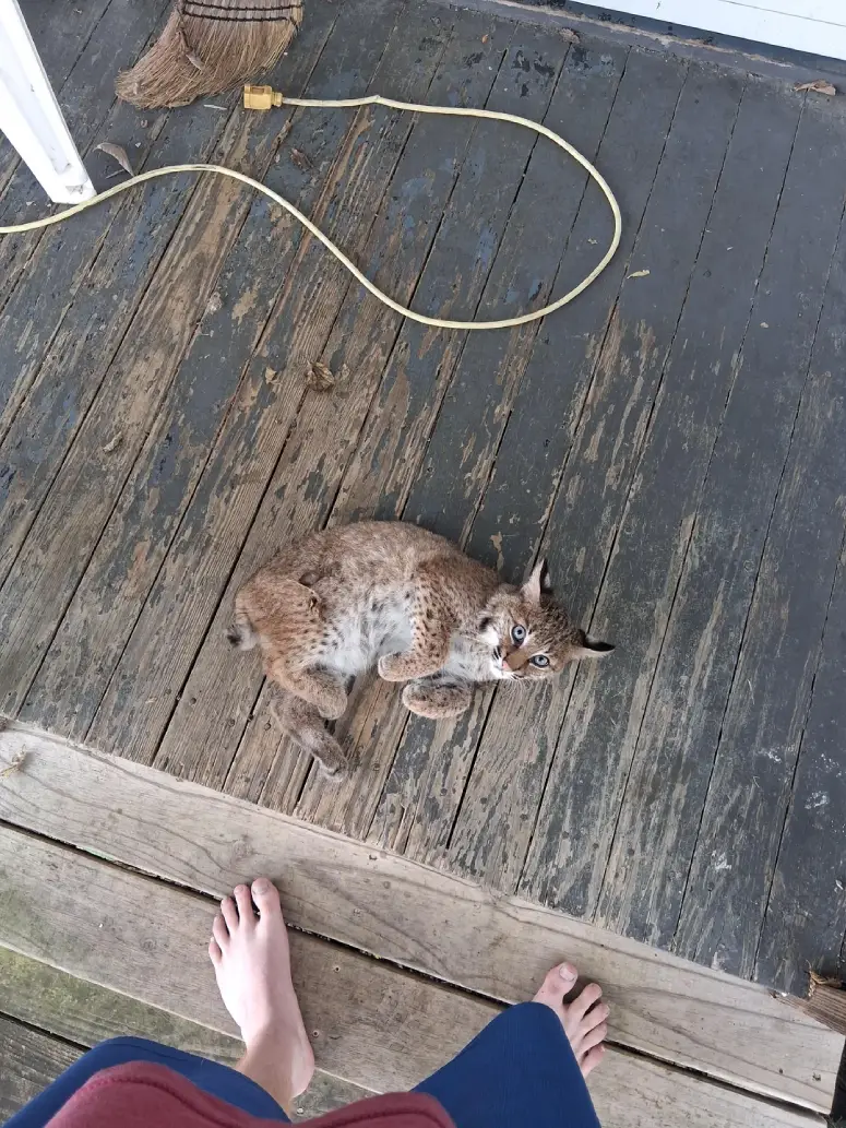 bobcat kitten befriends human