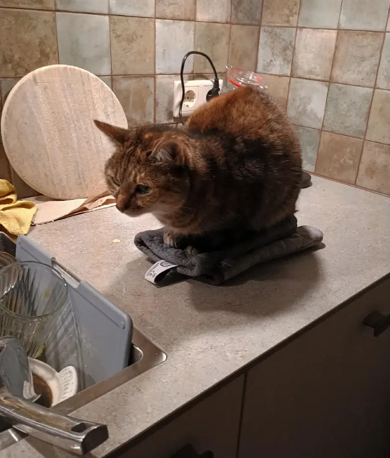 cat not allowed on counter funny