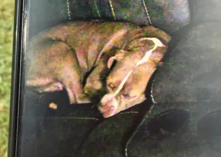 dog protects missing toddler