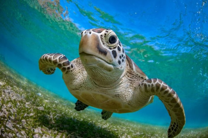 sea turtles no longer endangered