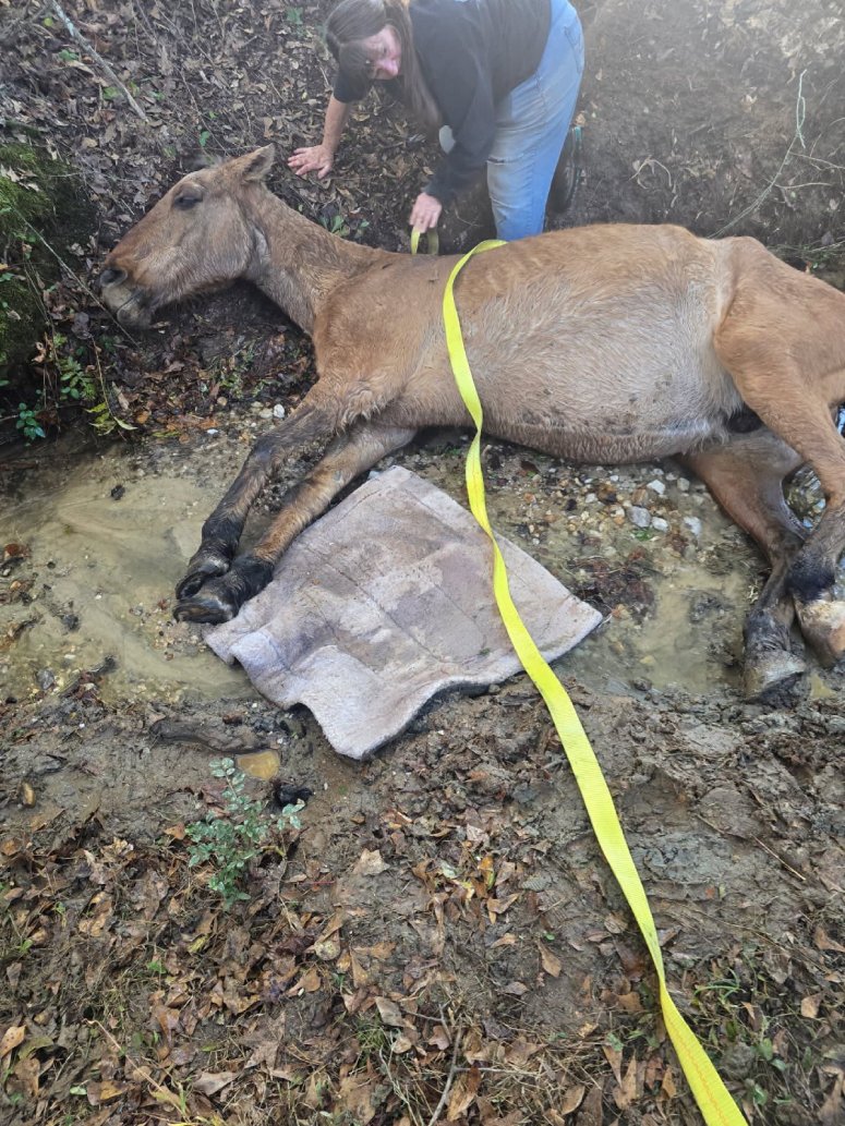 rescue horse operation