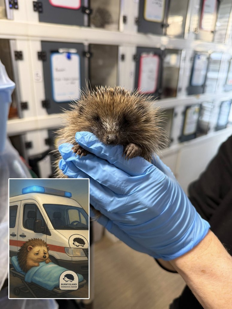 hedgehog rescue