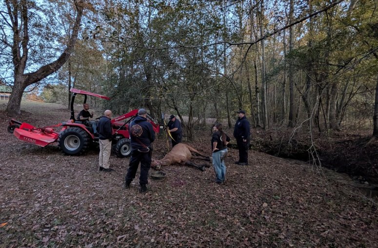 rescue horse operation