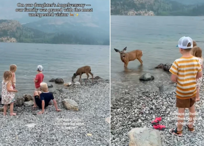 deer visits kids from Heaven