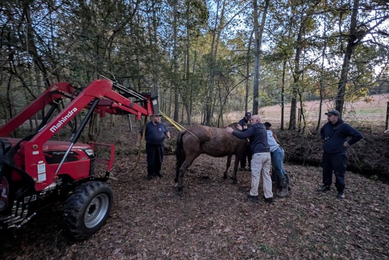 rescue horse operation