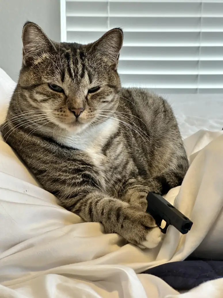 cat holding toy gun