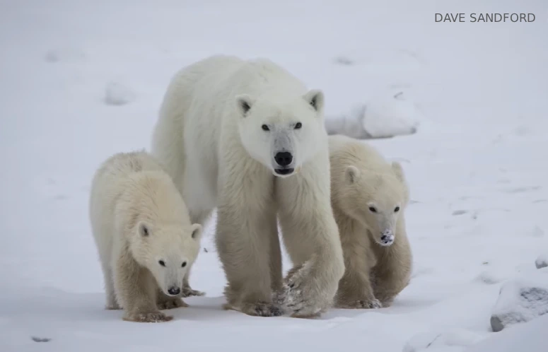 polar bear cub mom adopts