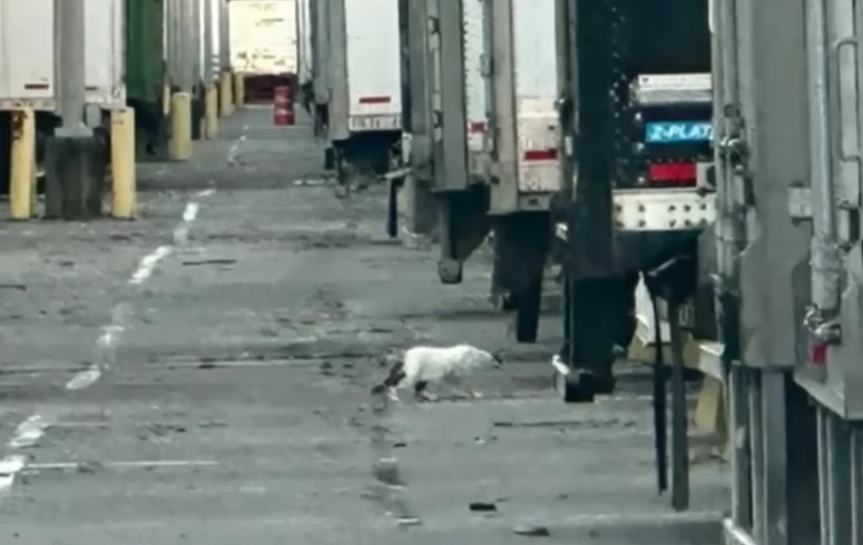 missing Lowes cat found