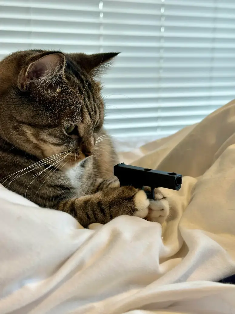 cat holding toy gun