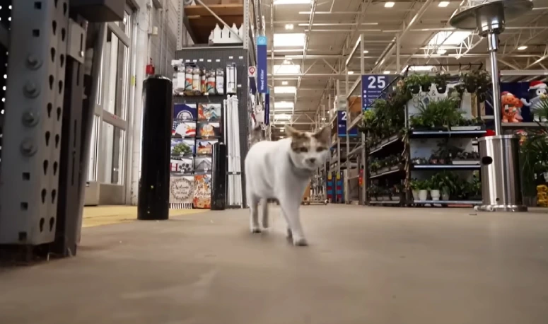 Lowes cat lost and found
