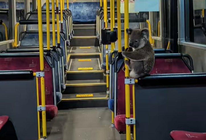 koala rides bus