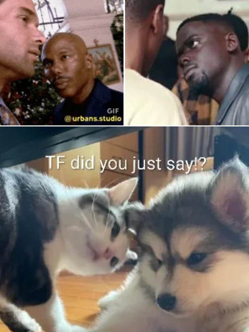 cat and dog funny response