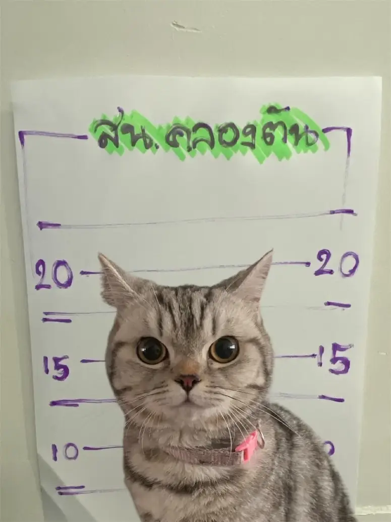 cat mug shot