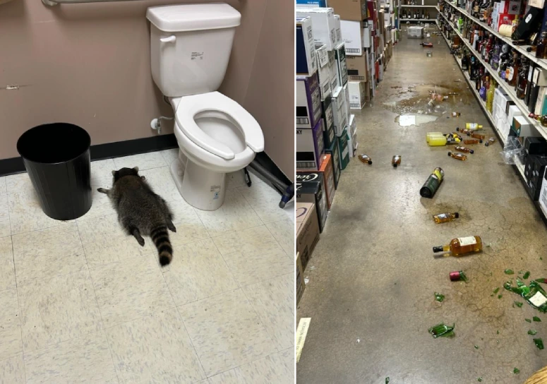 トラッシュパンダの素晴らしい姿