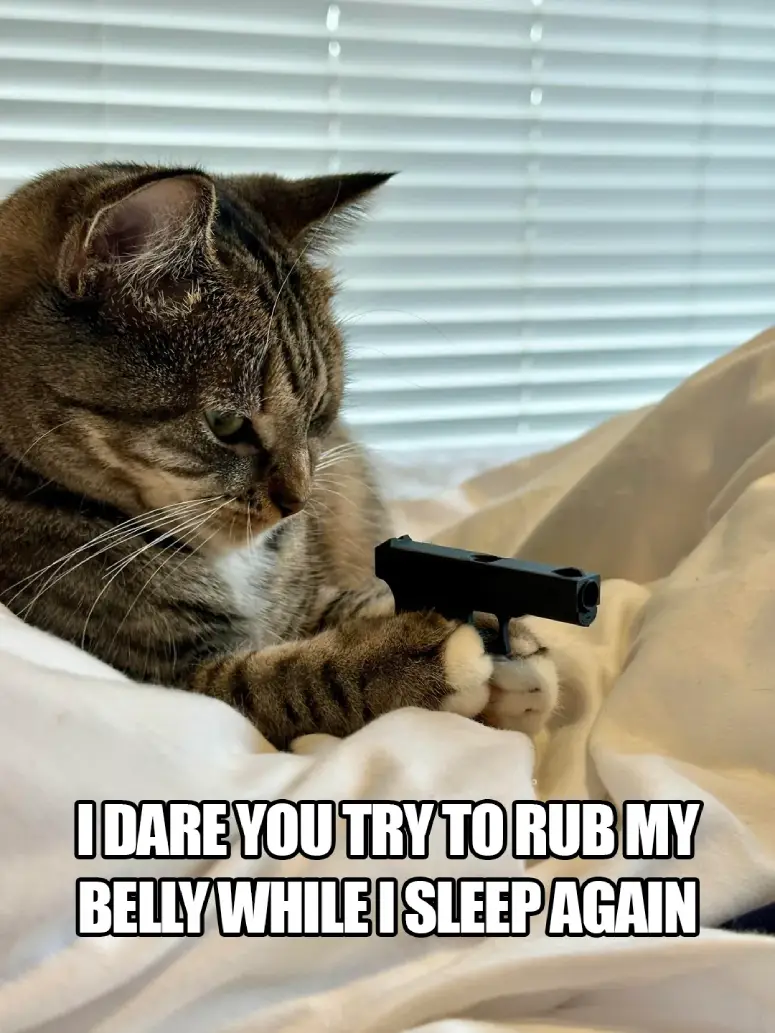 cat holding toy gun