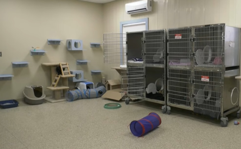 animal shelter has no animals