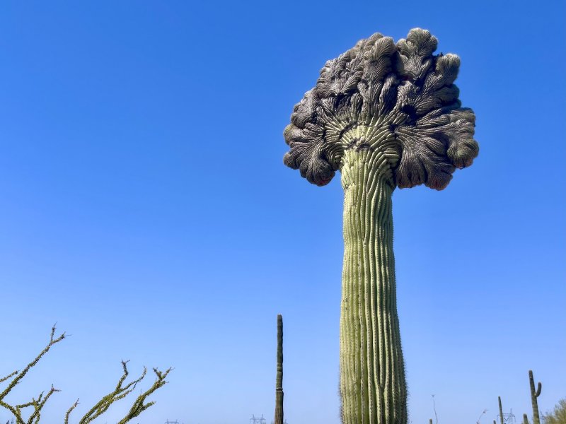 Crested saguaro
