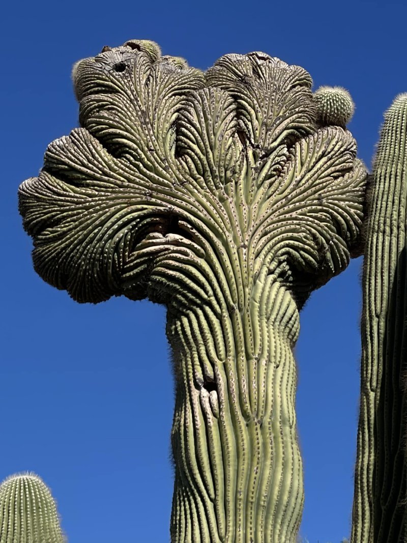Crested saguaro