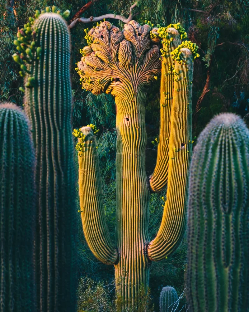 cactus broccoli