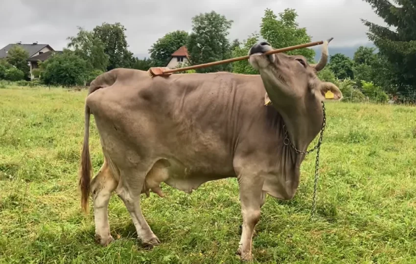 cow uses broom scratch itself