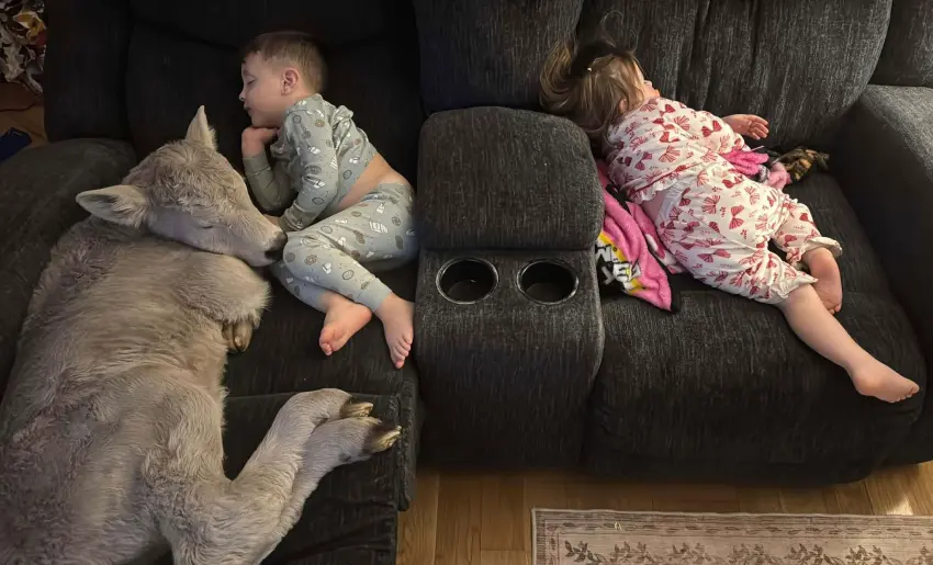 cow sleeping on couch