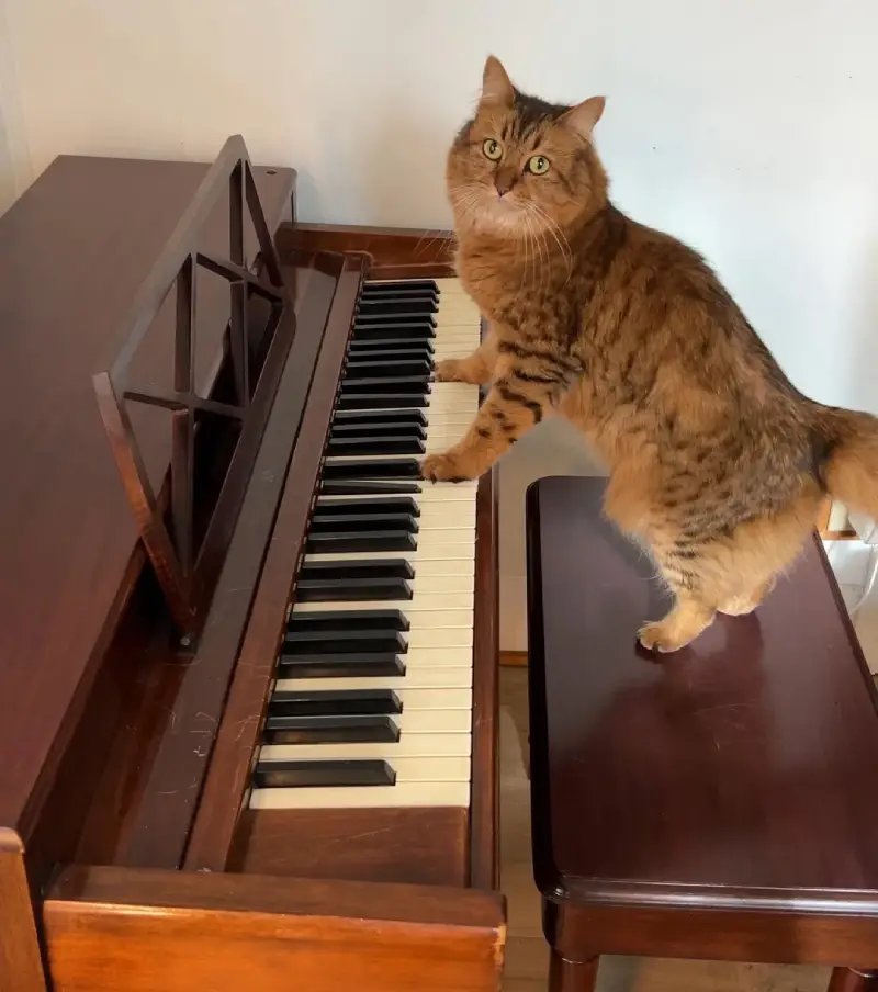 cat plays piano
