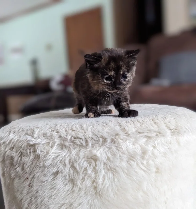 救出された子猫