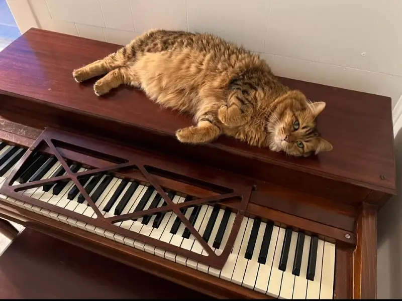 cat plays piano