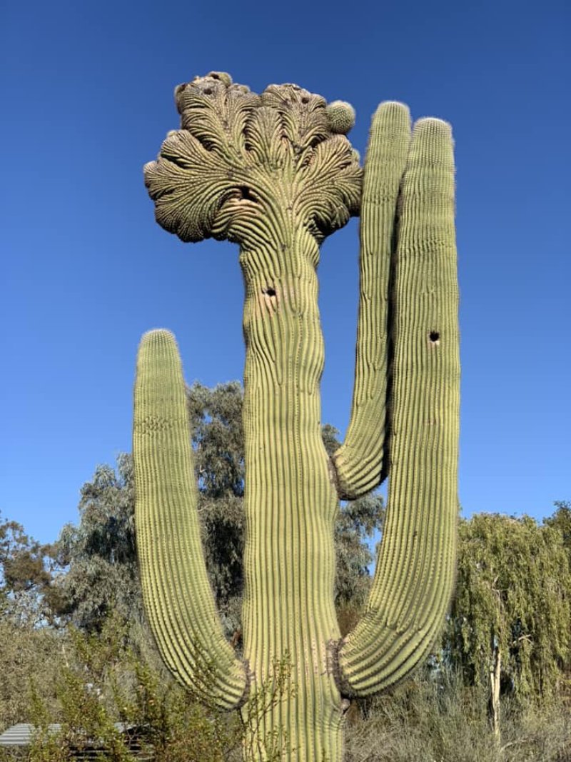 Crested saguaro