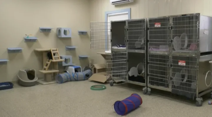 This Animal Shelter Has No... Animals — They’re Being Adopted Too Fast