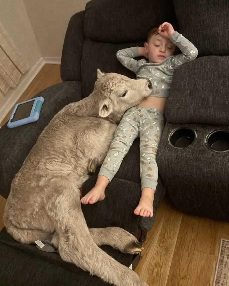 baby cow sleeps on couch