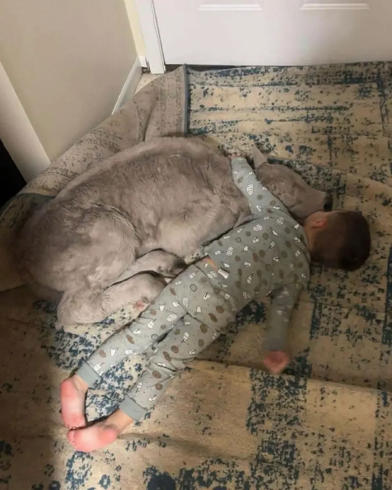 calf sleeping inside on couch