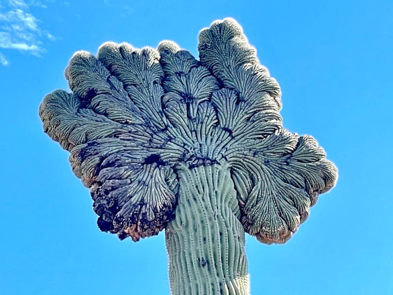 Crested saguaro