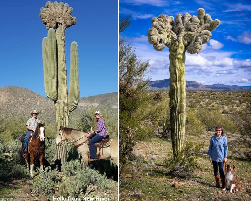 Crested saguaro