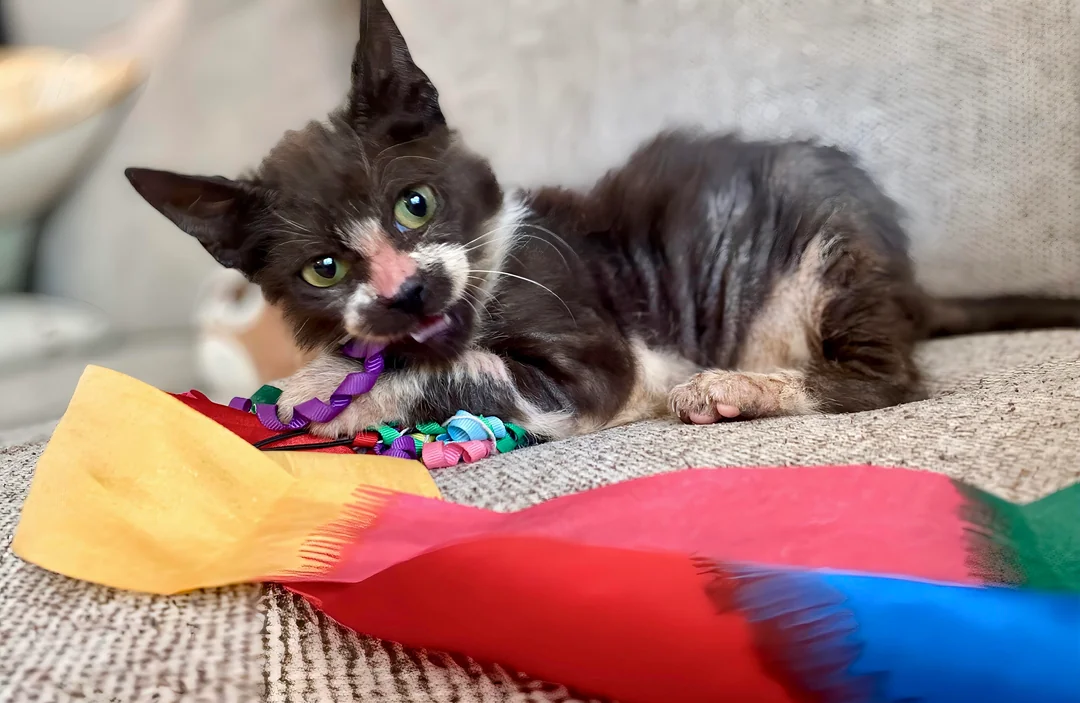 cat rescue transformation