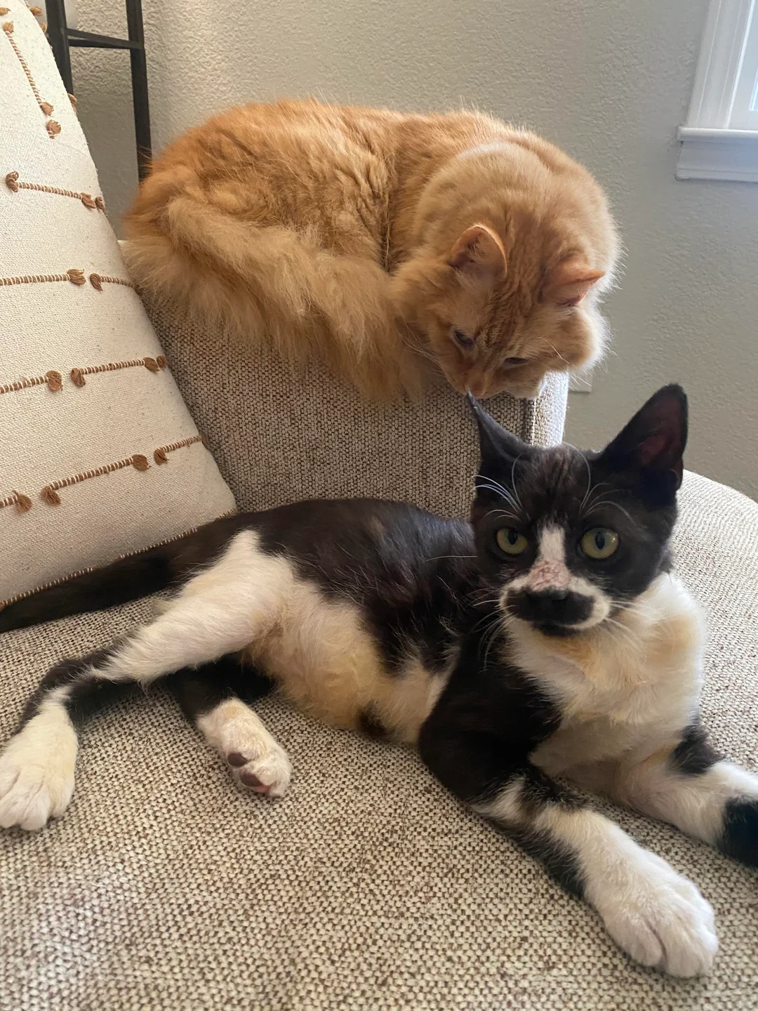 cat rescue transformation