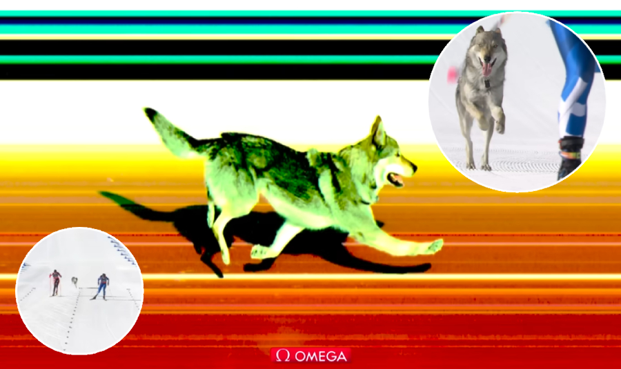 dog Olympics ski event