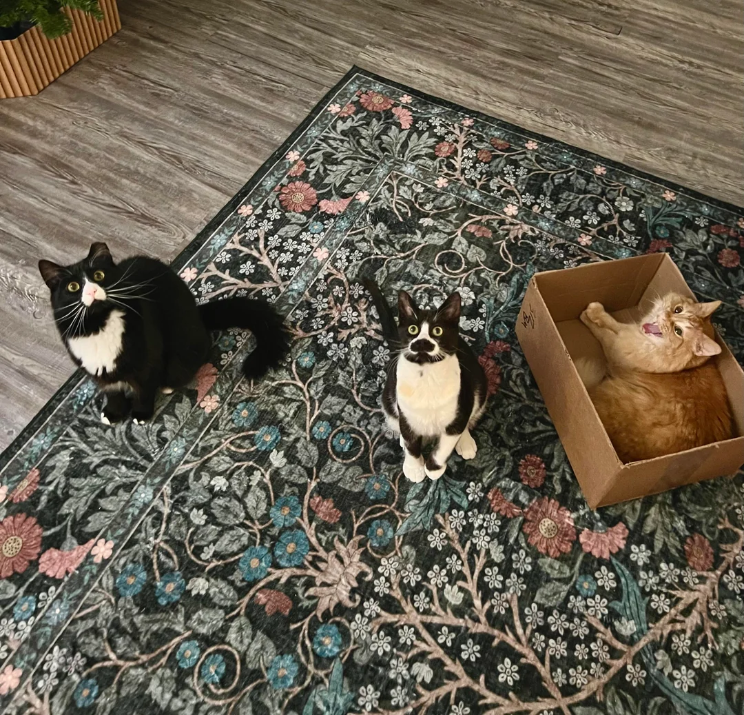 cat rescue transformation