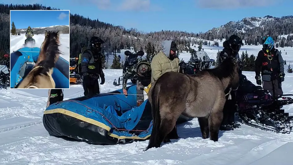 horse rescue snow raft