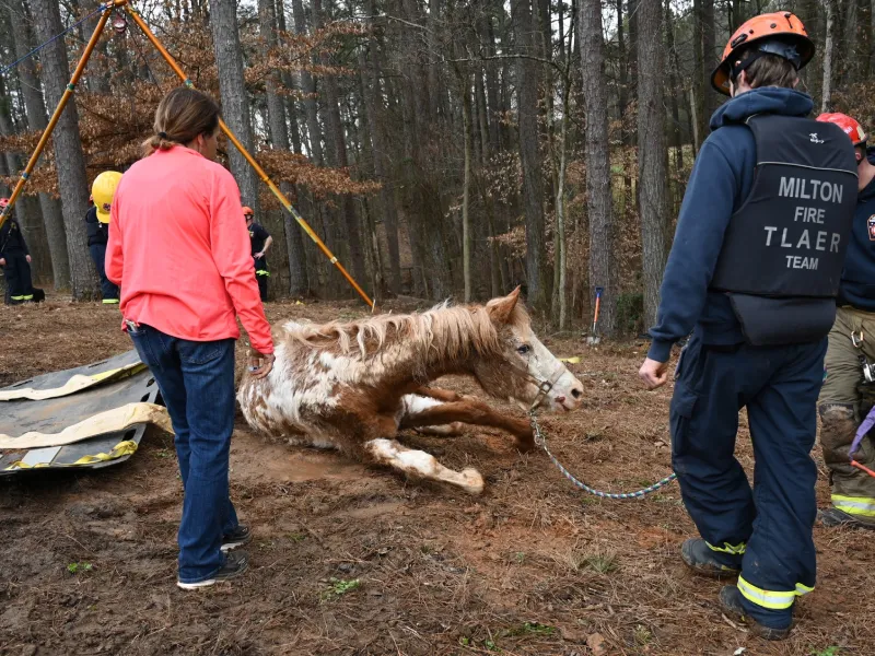 horse rescue